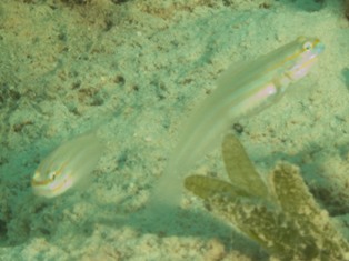 Amblygobius Nocturnus